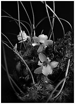 Isabella virginalis. A species orchid ( black and white)