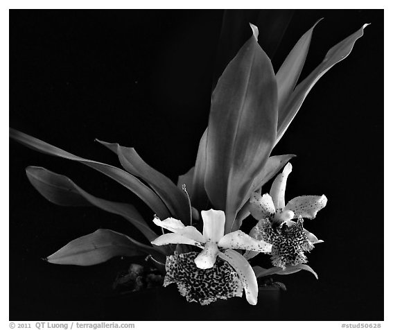Kefersteinia tolimensis. A species orchid (black and white)