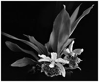 Kefersteinia tolimensis. A species orchid ( black and white)