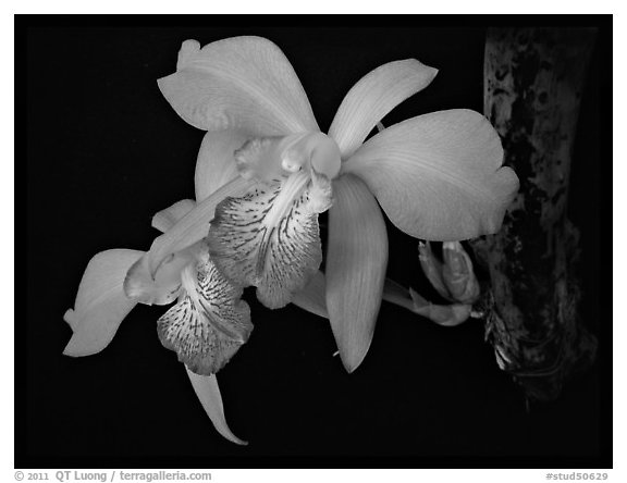 Laelia speciosa. A species orchid (black and white)