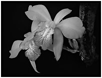 Laelia speciosa. A species orchid ( black and white)