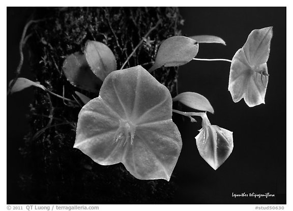 Lepanthes telipogoniflora plant. A species orchid (black and white)