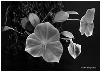 Lepanthes telipogoniflora plant. A species orchid (black and white)