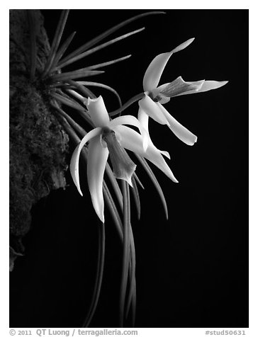 Leptotes bicolor. A species orchid (black and white)