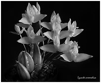 Lycaste aromatica. A species orchid ( black and white)