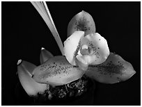 Lycaste macrophylla. A species orchid ( black and white)