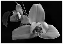 Lycaste skinneri 'Rubrorosea'. A species orchid ( black and white)