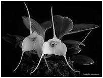 Masdevallia andreettaeana. A species orchid (black and white)