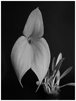 Masdevallia veitchiana. A species orchid ( black and white)