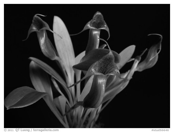 Masdevallia ventricularia. A species orchid (black and white)
