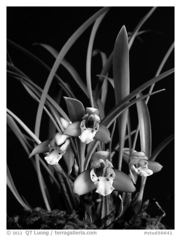 Maxillaria gracilis. A species orchid (black and white)