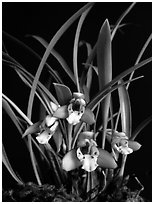 Maxillaria gracilis. A species orchid ( black and white)