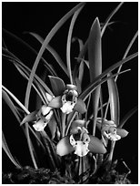 Maxillaria gracilis. A species orchid ( black and white)