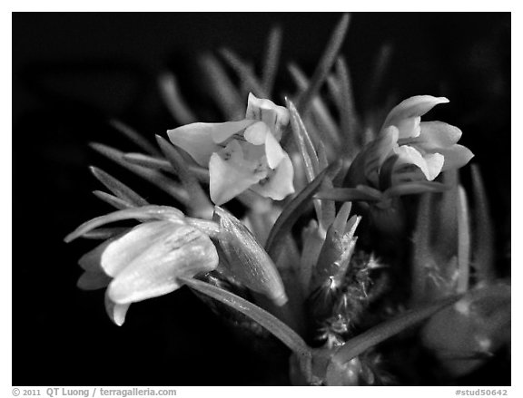 Maxillaria minuta. A species orchid (black and white)
