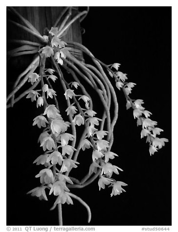 Microcoelia stolzii. A species orchid (black and white)