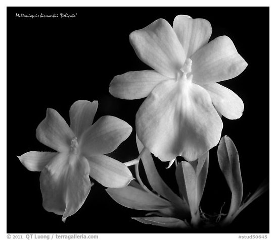 Miltoniopsis bismarkii. A species orchid (black and white)