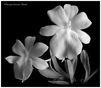 Miltoniopsis bismarkii. A species orchid ( black and white)