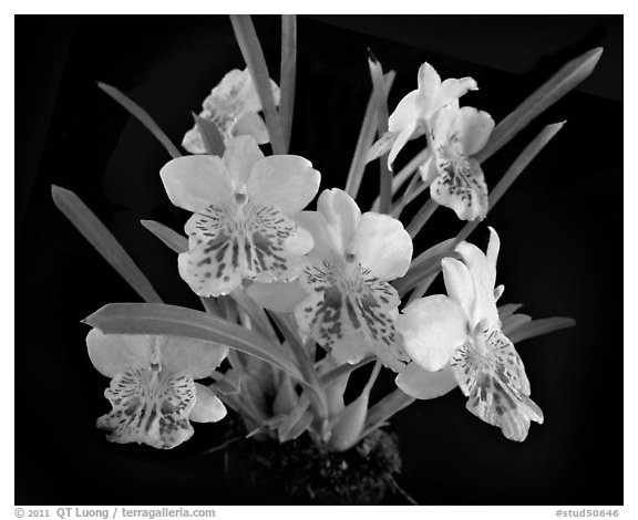 Miltoniopsis phalaenopsis. A species orchid (black and white)