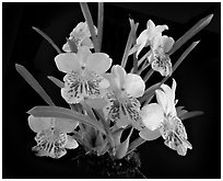 Miltoniopsis phalaenopsis. A species orchid ( black and white)