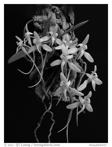 Mystacidium venosum. A species orchid (black and white)