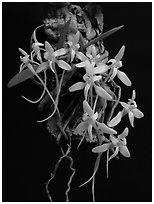 Mystacidium venosum. A species orchid (black and white)
