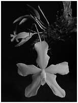 Neocogniauxia monophylla. A species orchid ( black and white)