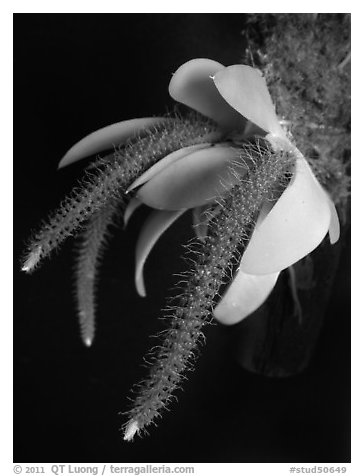 Oberonia toppingii. A species orchid (black and white)