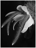 Oberonia toppingii. A species orchid ( black and white)