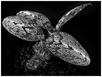 Oeceoclades spathulifera. A species orchid ( black and white)