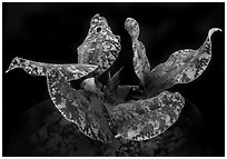 Oeoceoclades roseo-variegata. A species orchid ( black and white)