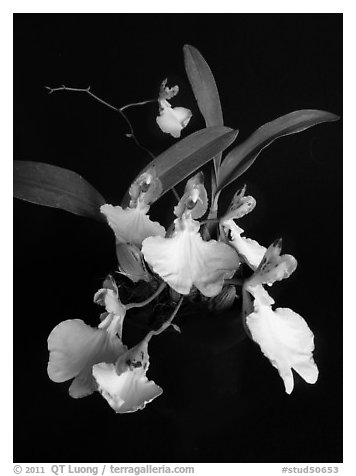 Oncidium concolor. A species orchid (black and white)