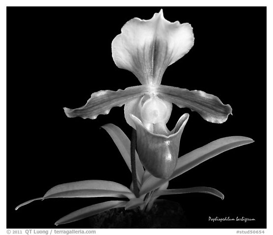 Paphiopedilum barbigerum. A species orchid (black and white)