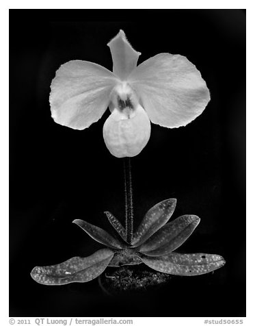 Paphiopedilum delenatii. A species orchid (black and white)
