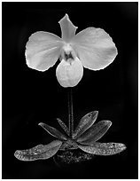 Paphiopedilum delenatii. A species orchid ( black and white)