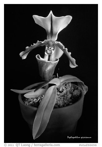 Paphiopedilum spicerianum. A species orchid (black and white)