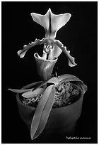 Paphiopedilum spicerianum. A species orchid (black and white)