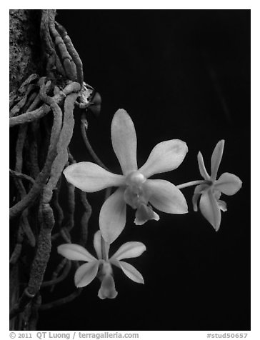 Phalaenopsis hongenensis. A species orchid (black and white)