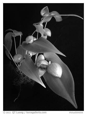 Pleurothallis palliolata. A species orchid (black and white)