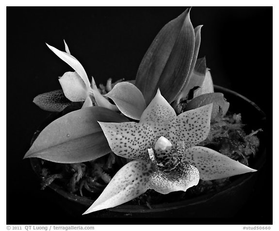 Promemaea rollinstonii. A species orchid (black and white)