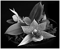 Promemaea rollinstonii. A species orchid ( black and white)