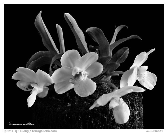 Promenaea xanthina. A species orchid (black and white)