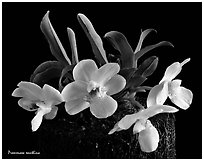 Promenaea xanthina. A species orchid ( black and white)