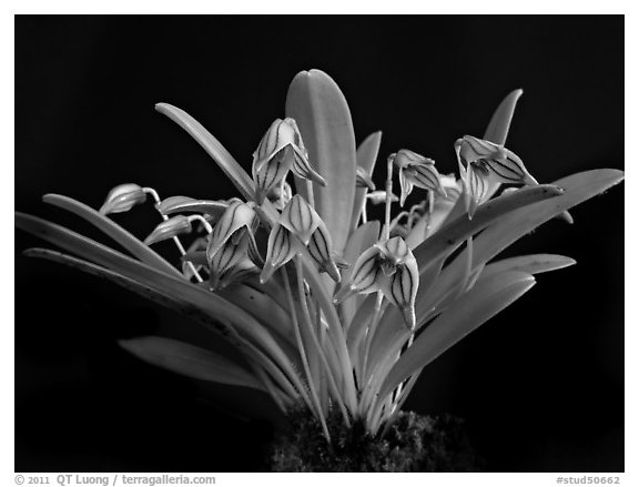 Reichantha striastella. A species orchid (black and white)