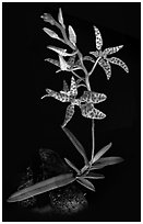 Renanthera monachica. A species orchid ( black and white)