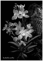 Sarcochilus cecilliae plant. A species orchid (black and white)