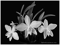 Sophronitis coccinea v. aurea. A species orchid (black and white)