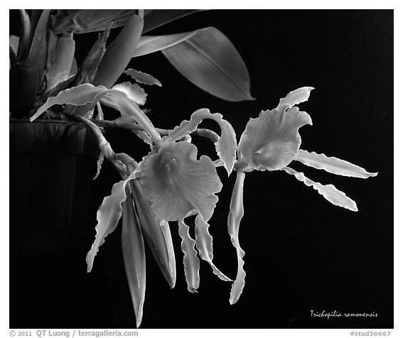 Trichopilia ramonensis. A species orchid (black and white)