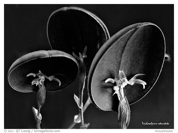 Trichosalpinx rotundata plant. A species orchid (black and white)