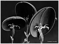 Trichosalpinx rotundata plant. A species orchid ( black and white)