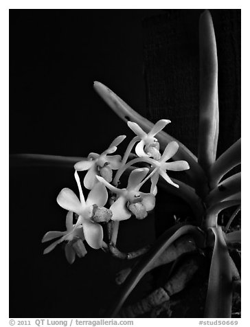 Vanda parviflora. A species orchid (black and white)